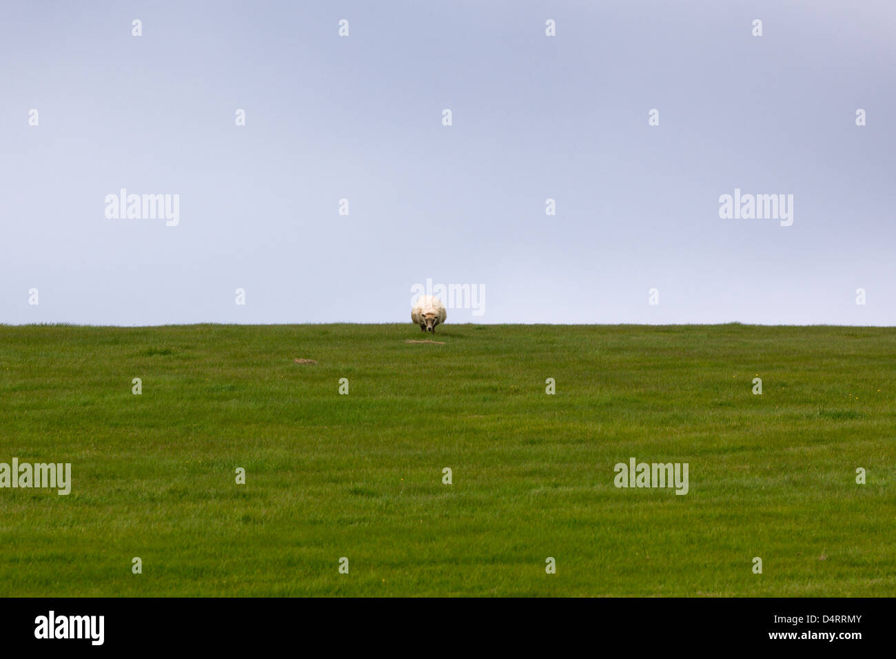 One sheep on a green grass meadow. No more Stock Photo - Alamy