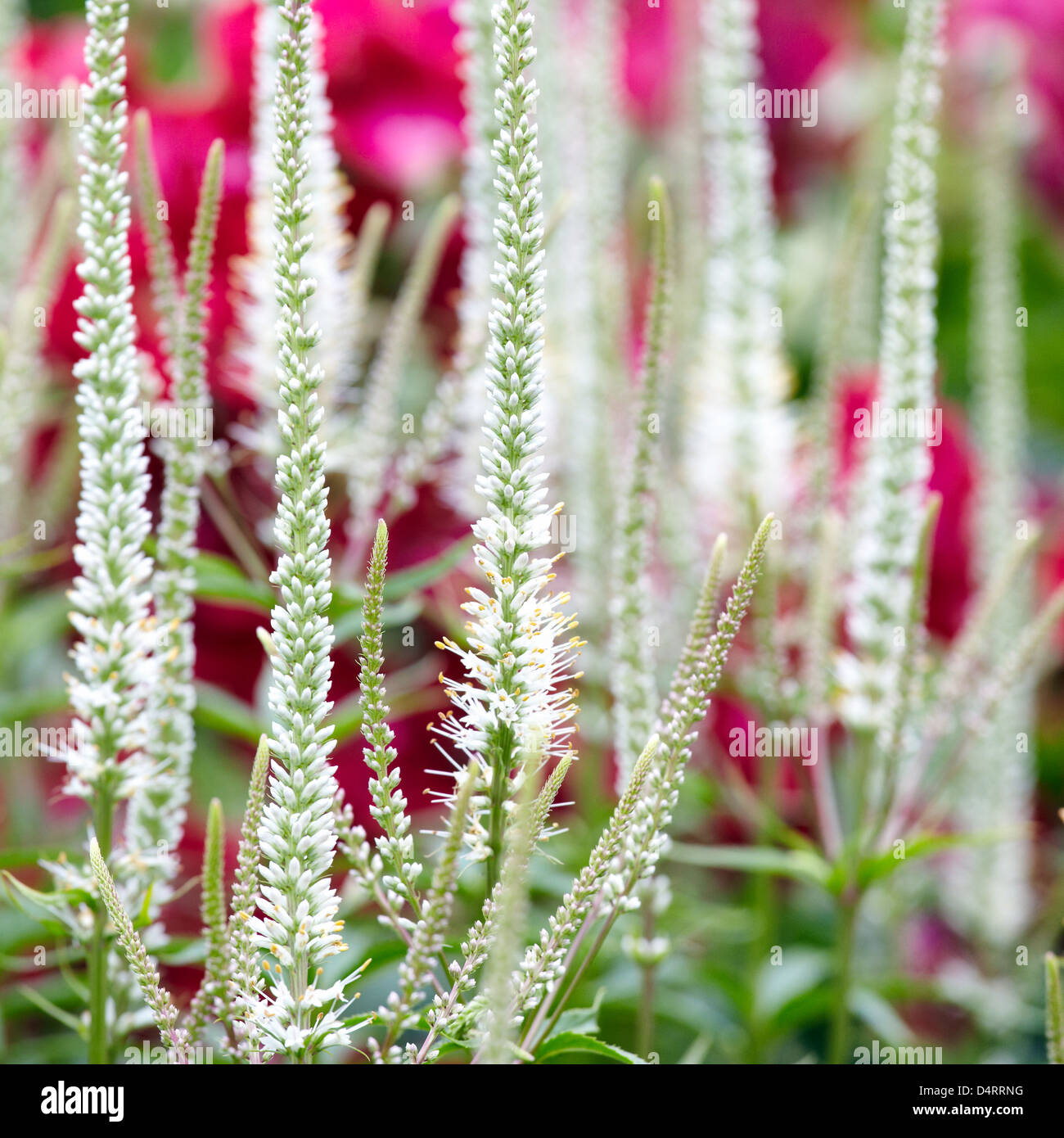 Spike speedwell Veronica spicata icicle Stock Photo