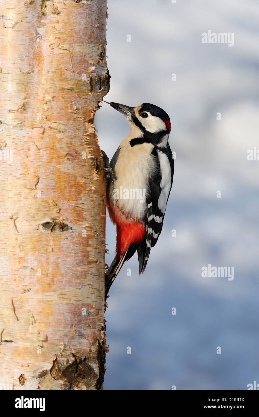 Großer Buntspecht, Männchen (Dendrocopos major) Great Spotted Woodpecker, male • Ostalbkreis, Baden-Wuerttemberg, Deutschland Stock Photo