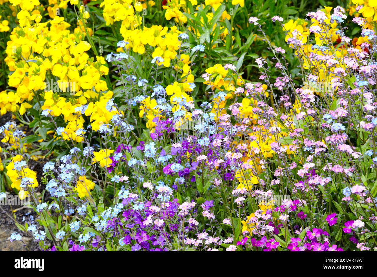 Forget-me-nots are commonly used for spring bedding along with aubretia and wallflowers Stock Photo