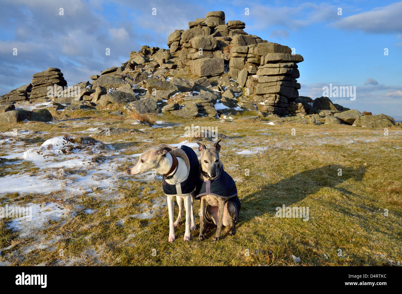 Two Whippets in front of West Mill Tor, North Dartmoor after a fall of late winter snow. Stock Photo