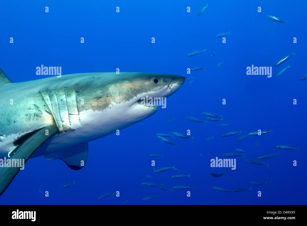 Great white shark Stock Photo