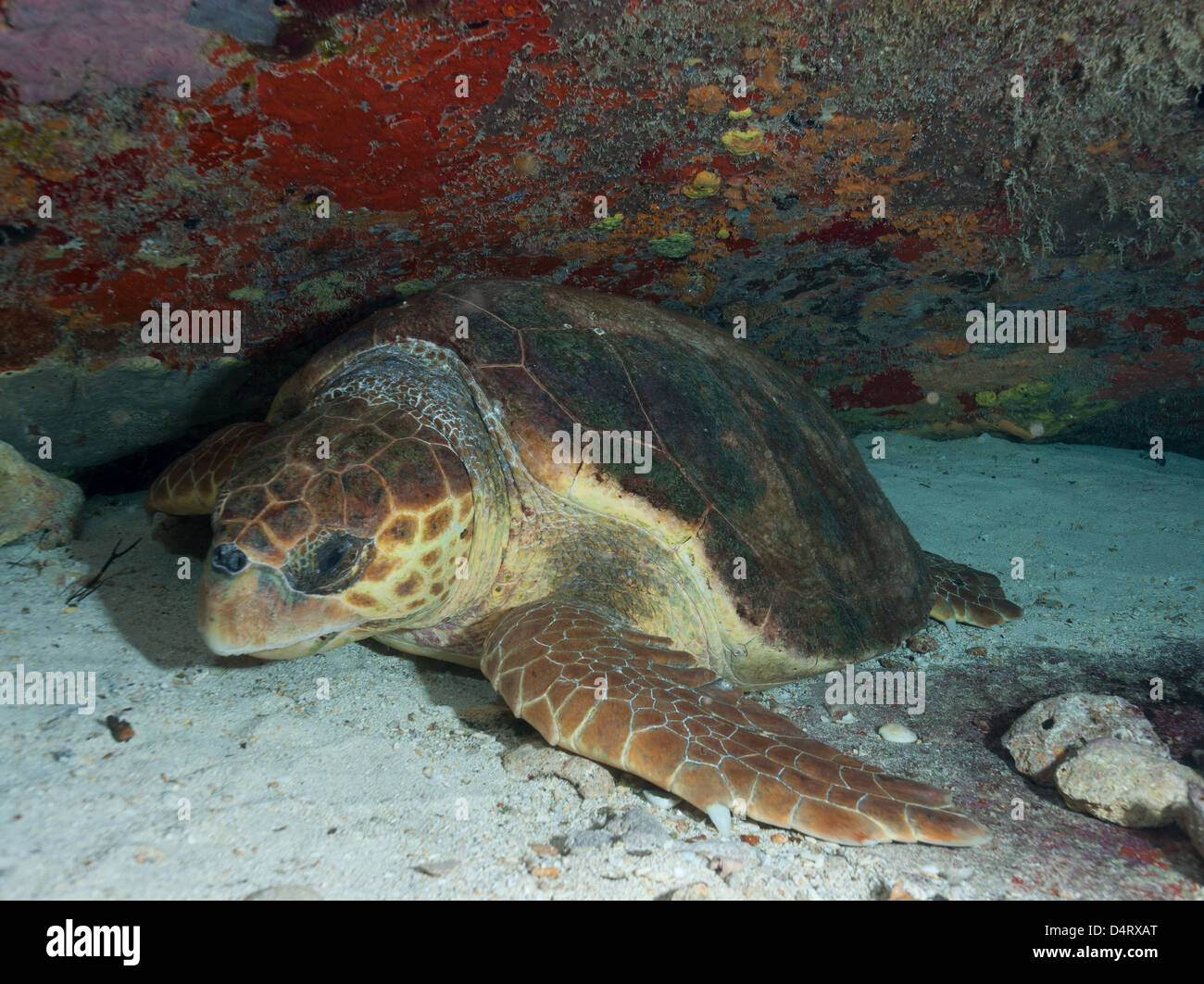 Sleeping Loggerhead turtle Stock Photo