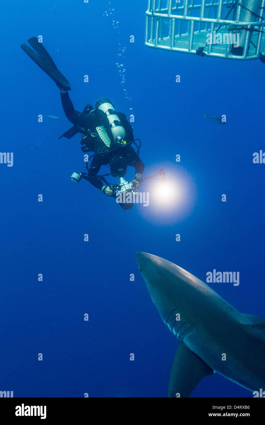 Swimming with White Shark Stock Photo