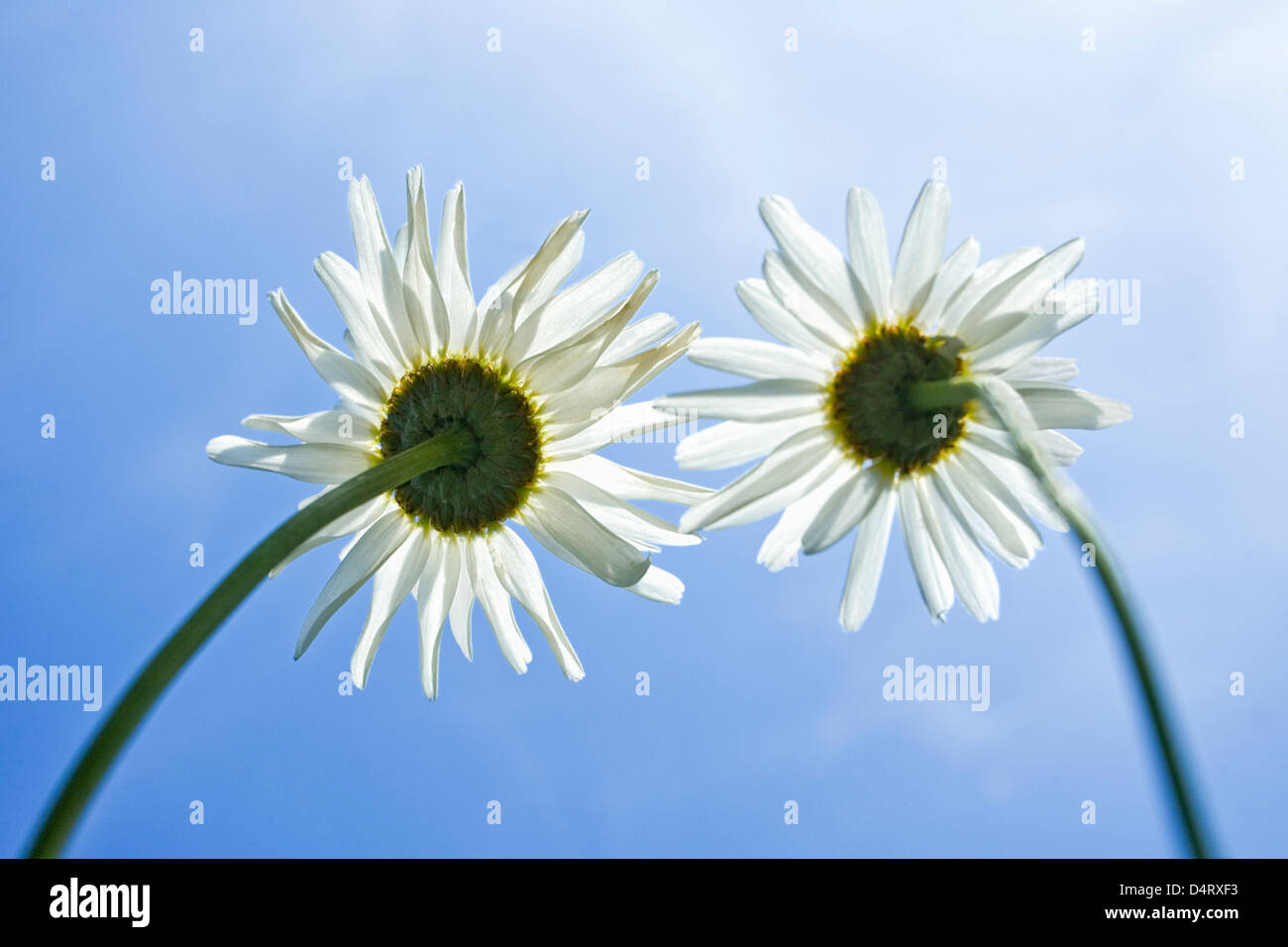 Two Shasta Daisy Flowers against Blue Sky Stock Photo