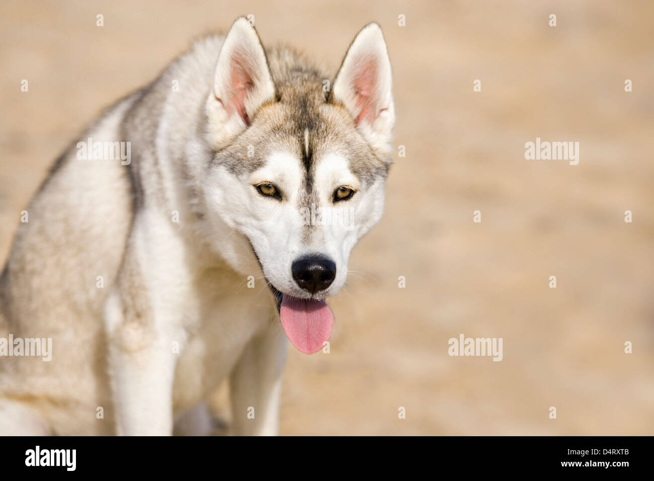 Husky Dog on Beach Stock Photo