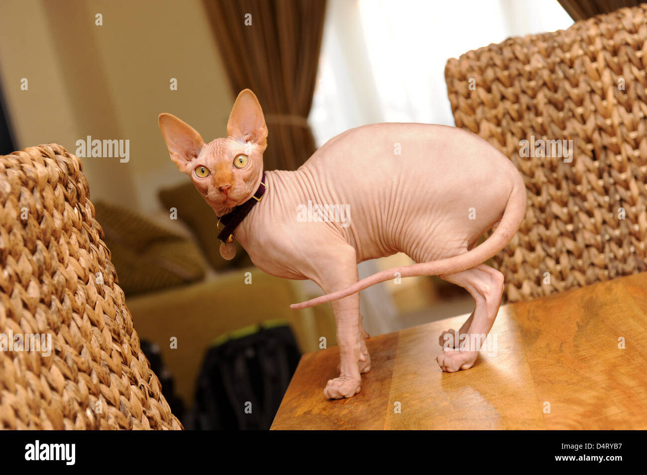 Sphynx Cat on table. purebred cats cat Britain Uk Stock Photo