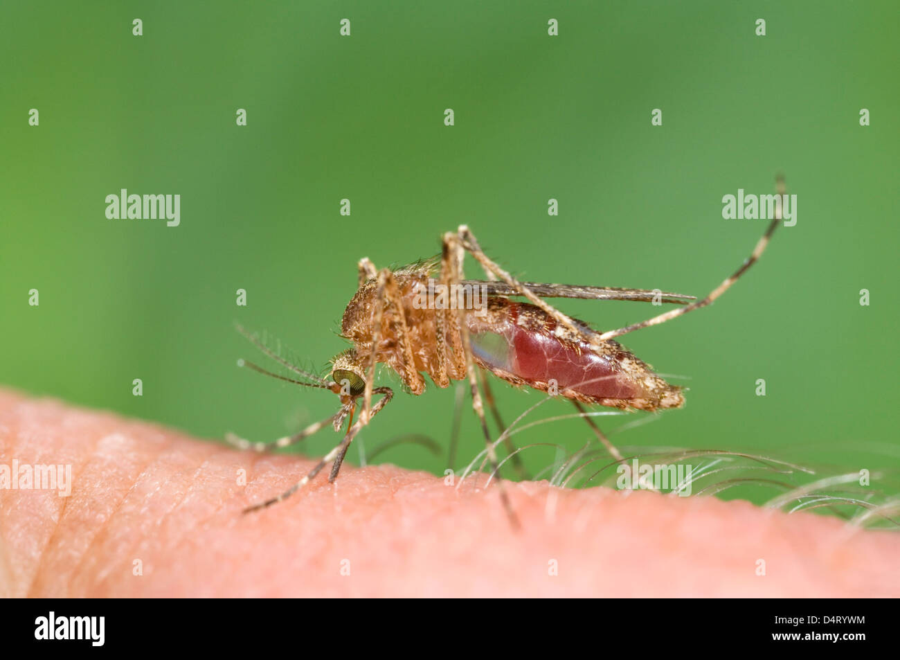 Mosquito Biting and Sucking Blood from Human Stock Photo