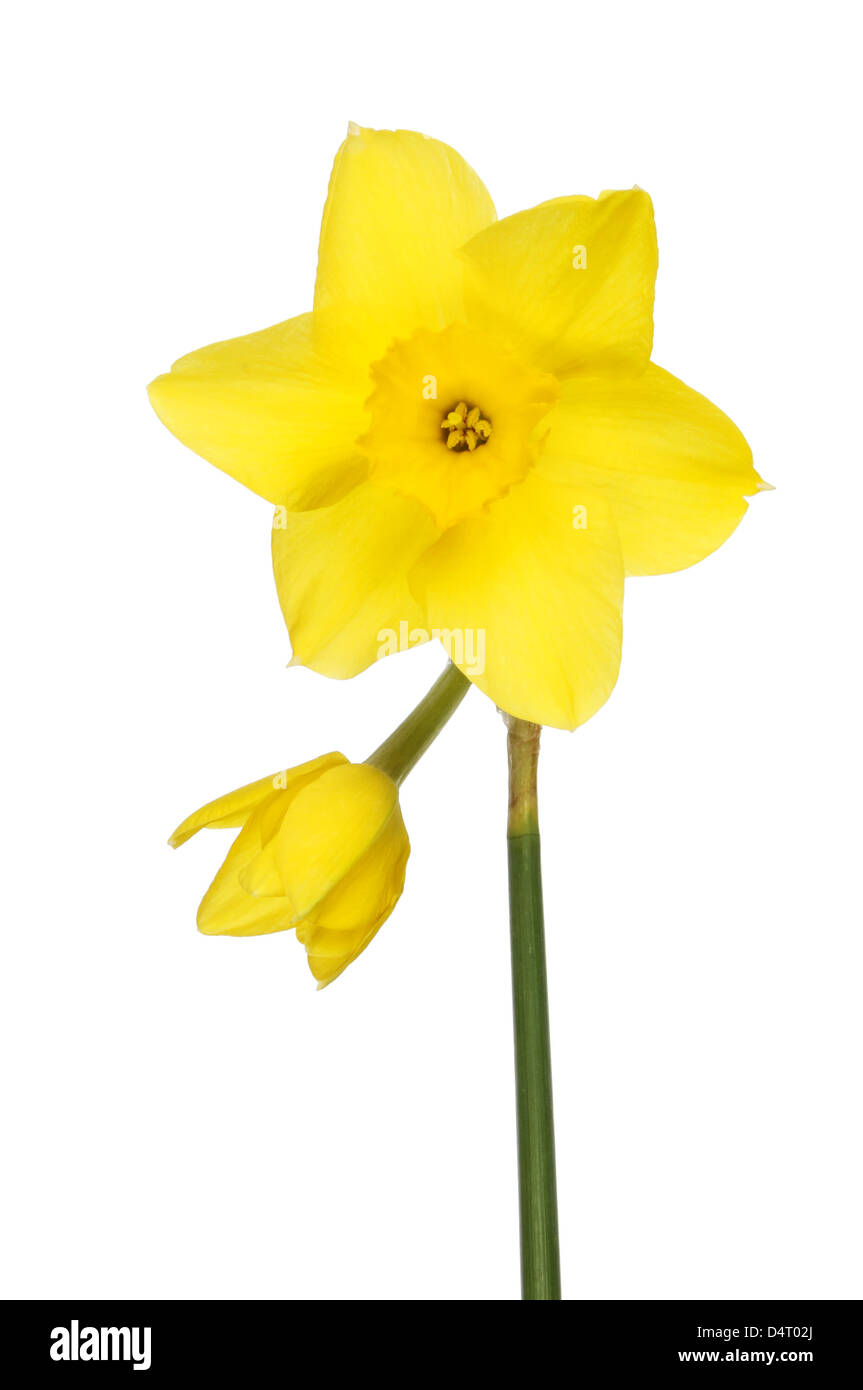 Double headed daffodil Cut Out Stock Images & Pictures Alamy