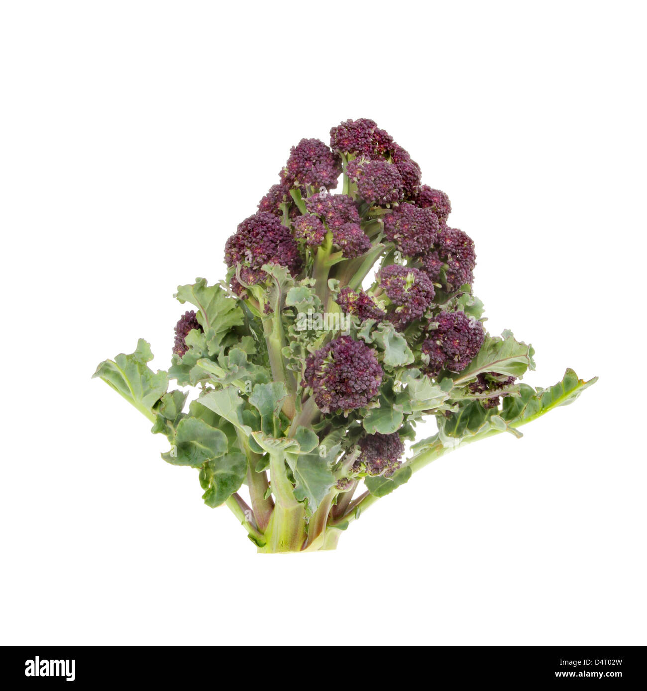 Purple sprouting broccoli isolated against white Stock Photo