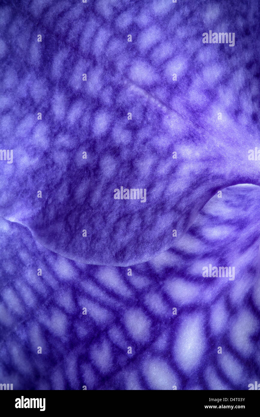 Blue Vanda orchid flower petals details Stock Photo