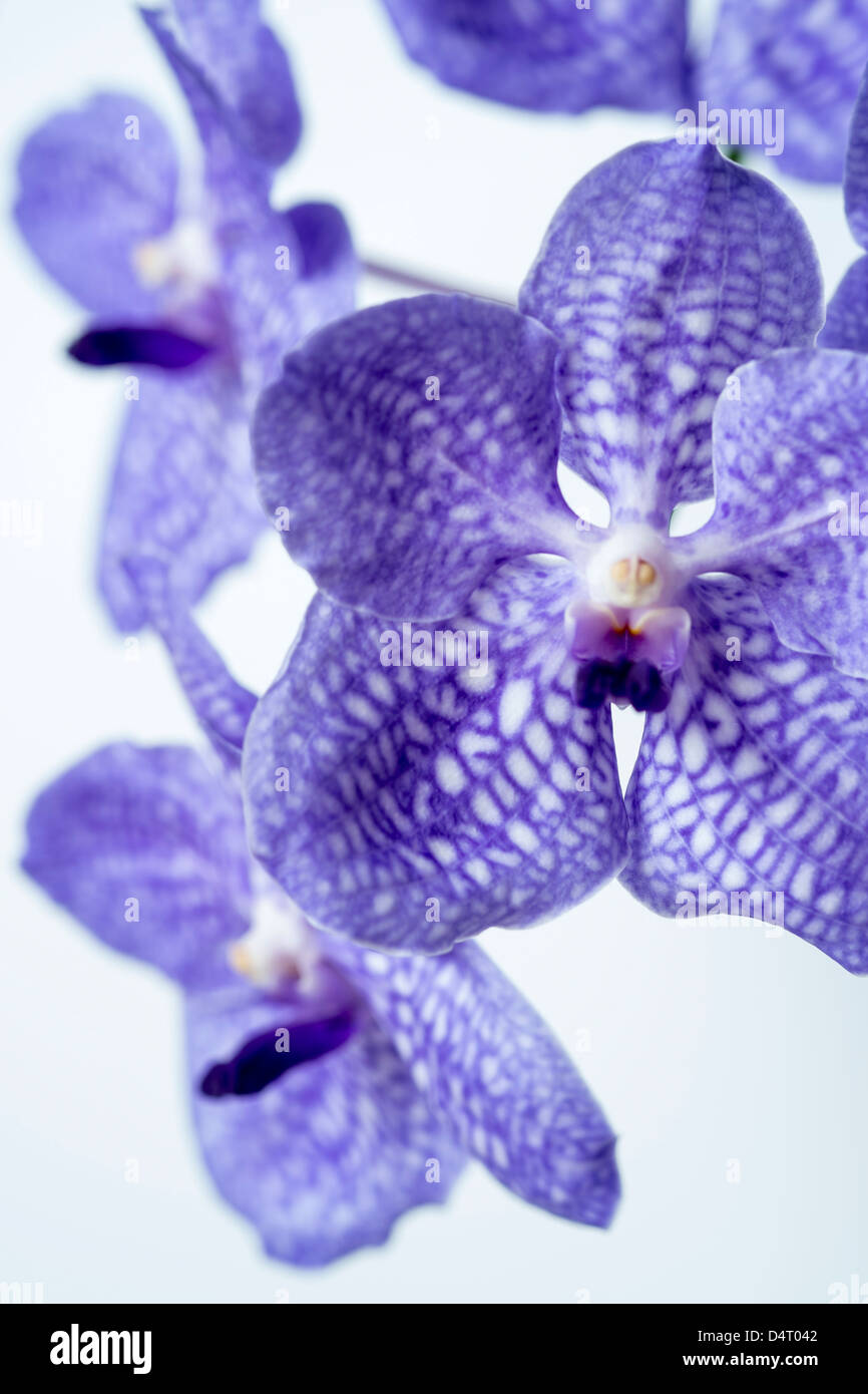 Blue Vanda orchid Stock Photo