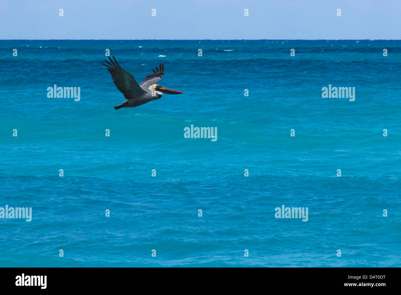 A Pelican Glides over Caribbean Sea Varadero Cuba Stock Photo