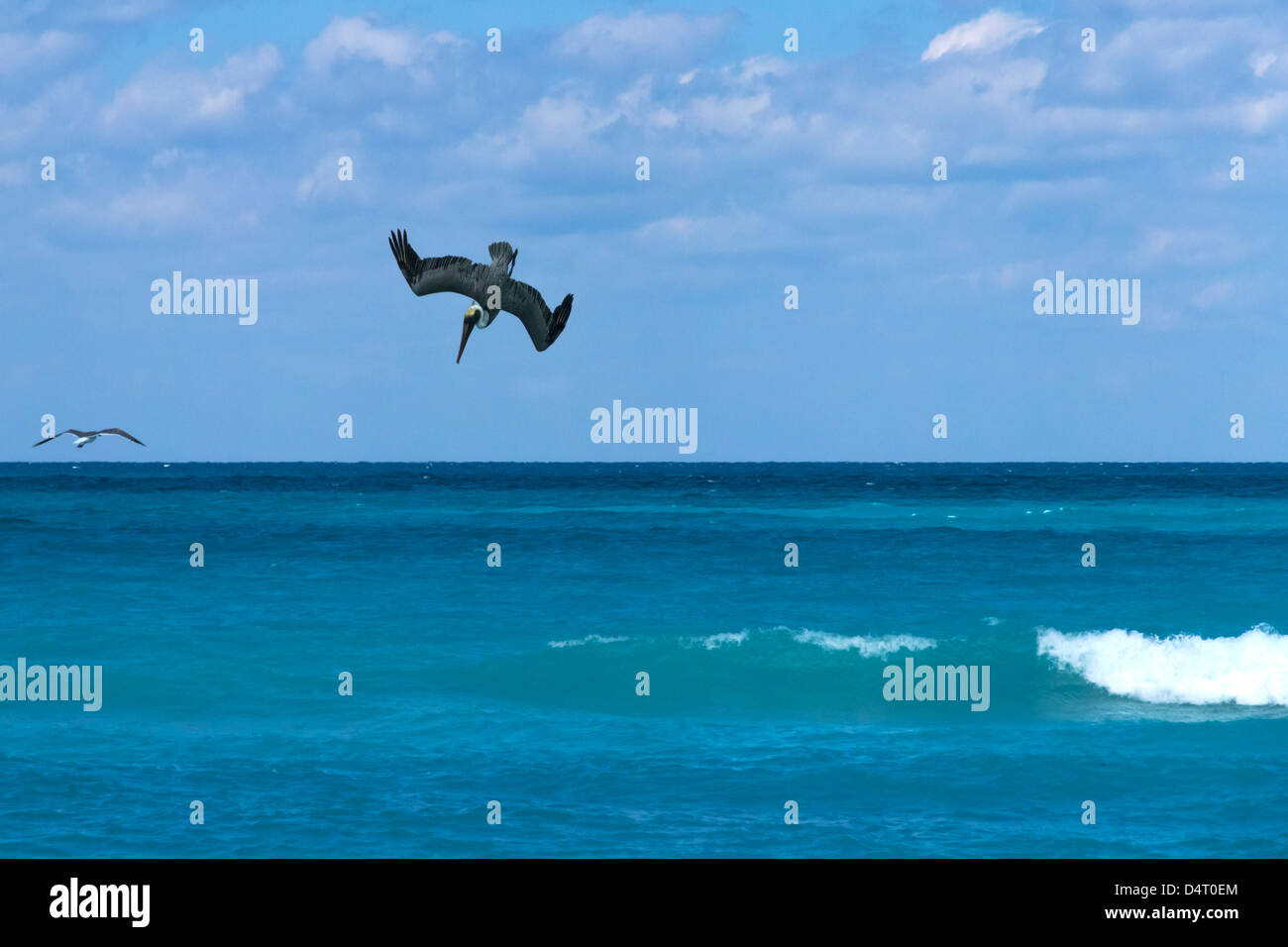 A Pelican Dives for Fish at Varadero Cuba Stock Photo