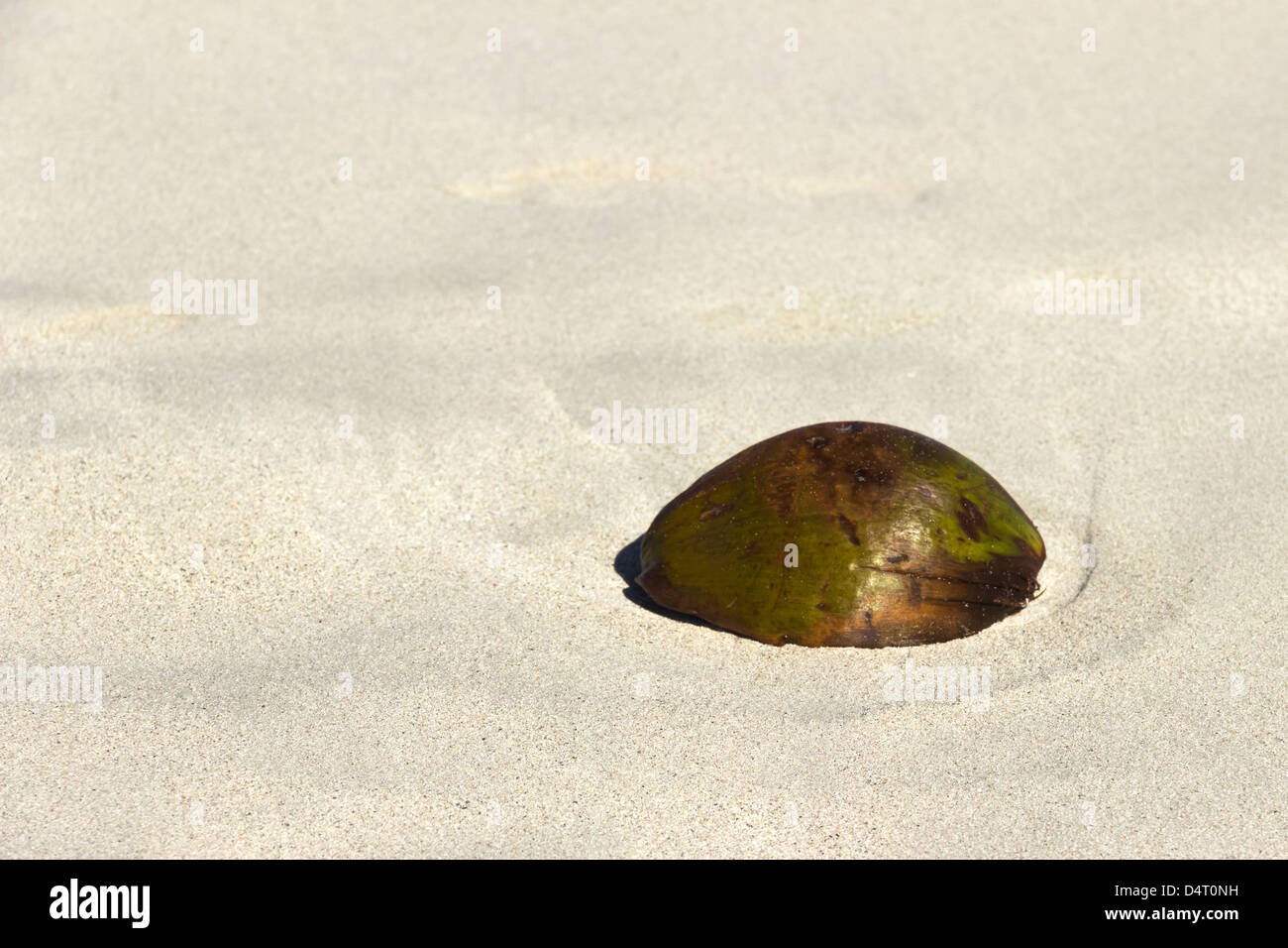 Coconut washed up on Sandy Caribbean Beach Stock Photo Alamy