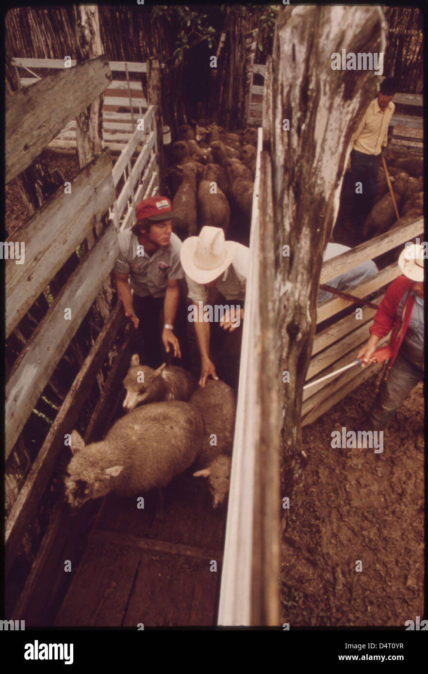 Sheep Being Herded Toward Loading Pens on a Ranch in the Leakey Texas