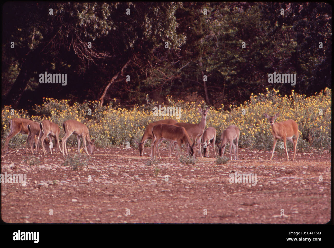 A photograph from June 1972 captures wild deer feeding in their natural ...