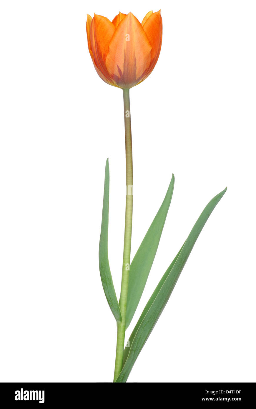 Tulip on White Stock Photo