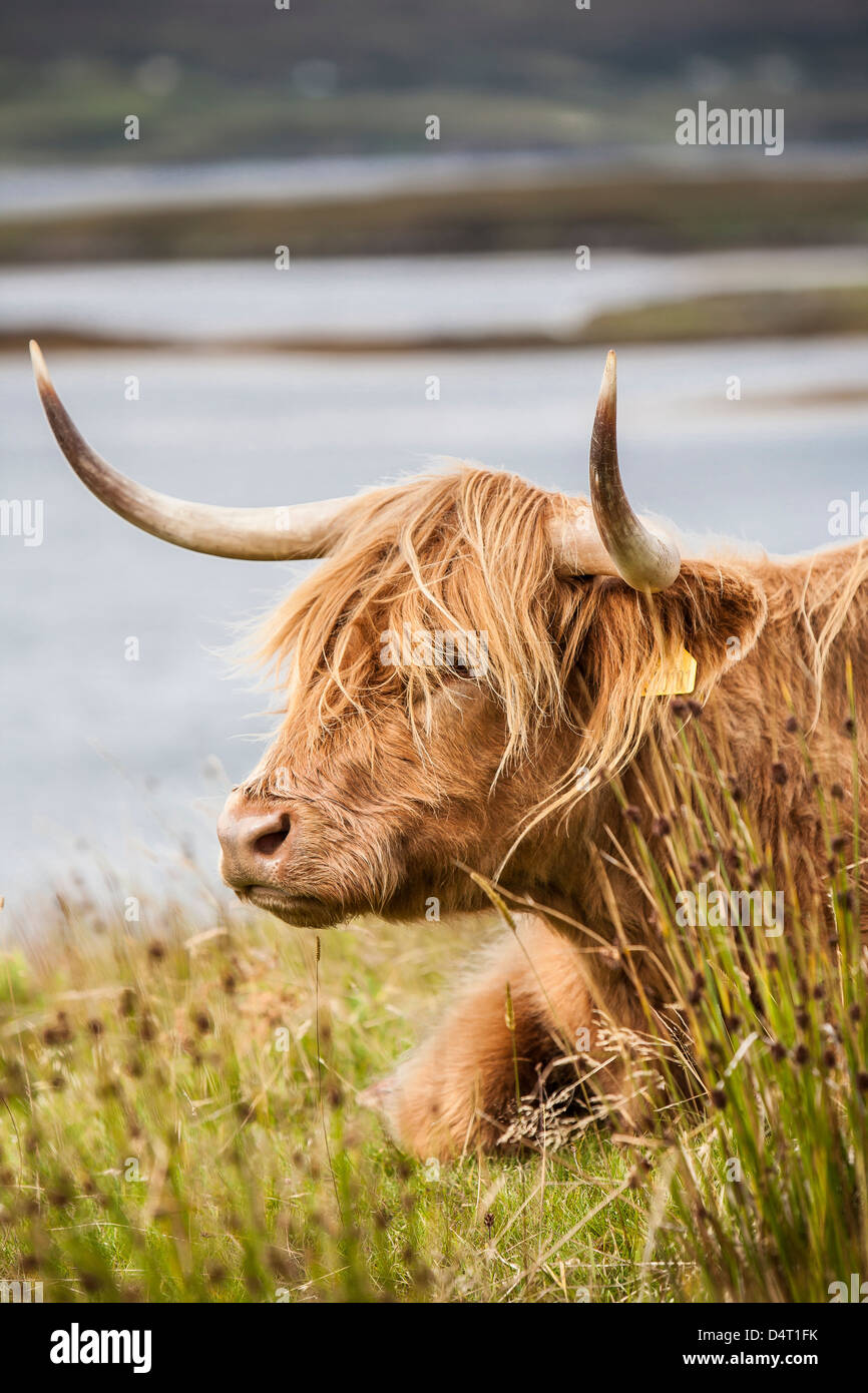 Highland Cow on the Isle of Skye in Scotland Stock Photo - Alamy
