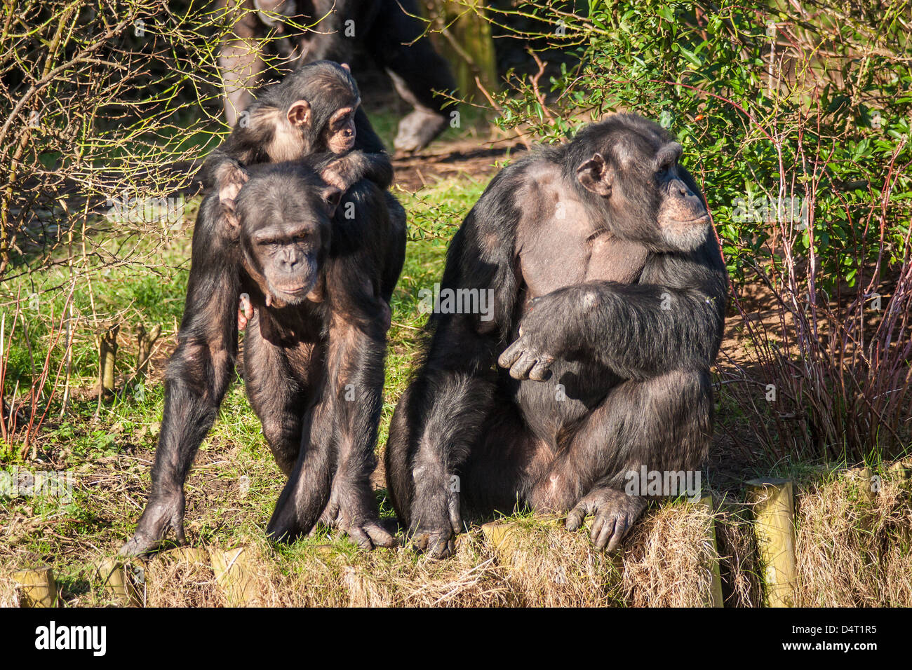Chimpanzees sat in the sun in a zoo Stock Photo
