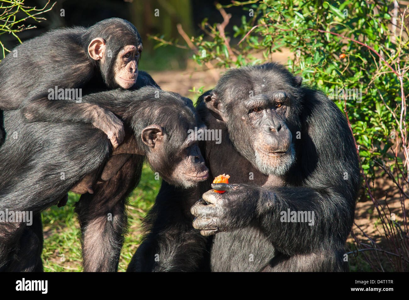 Chimpanzees stealing food from another Stock Photo