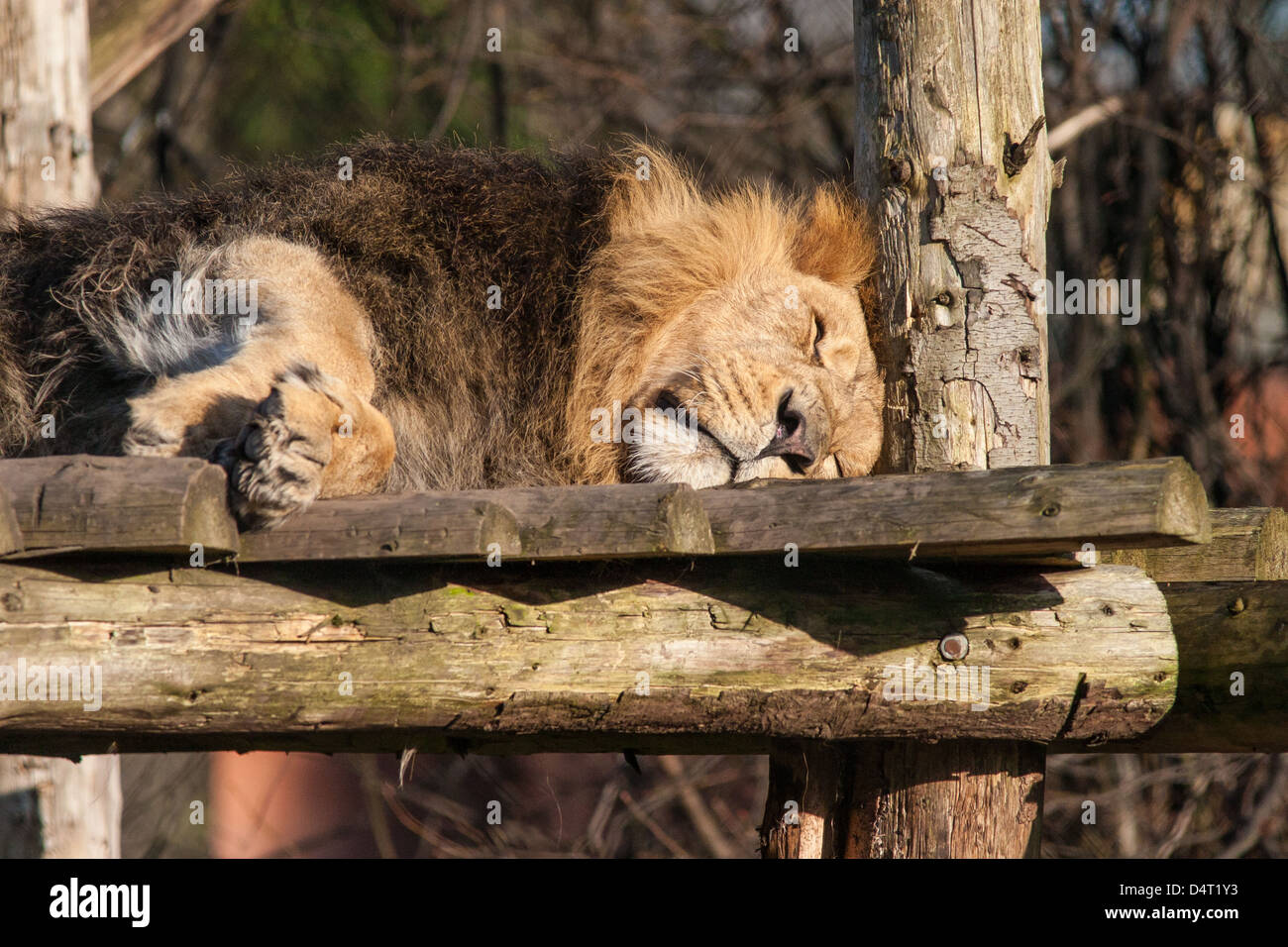 Lion Sleeping at Chester Zoo Stock Photo