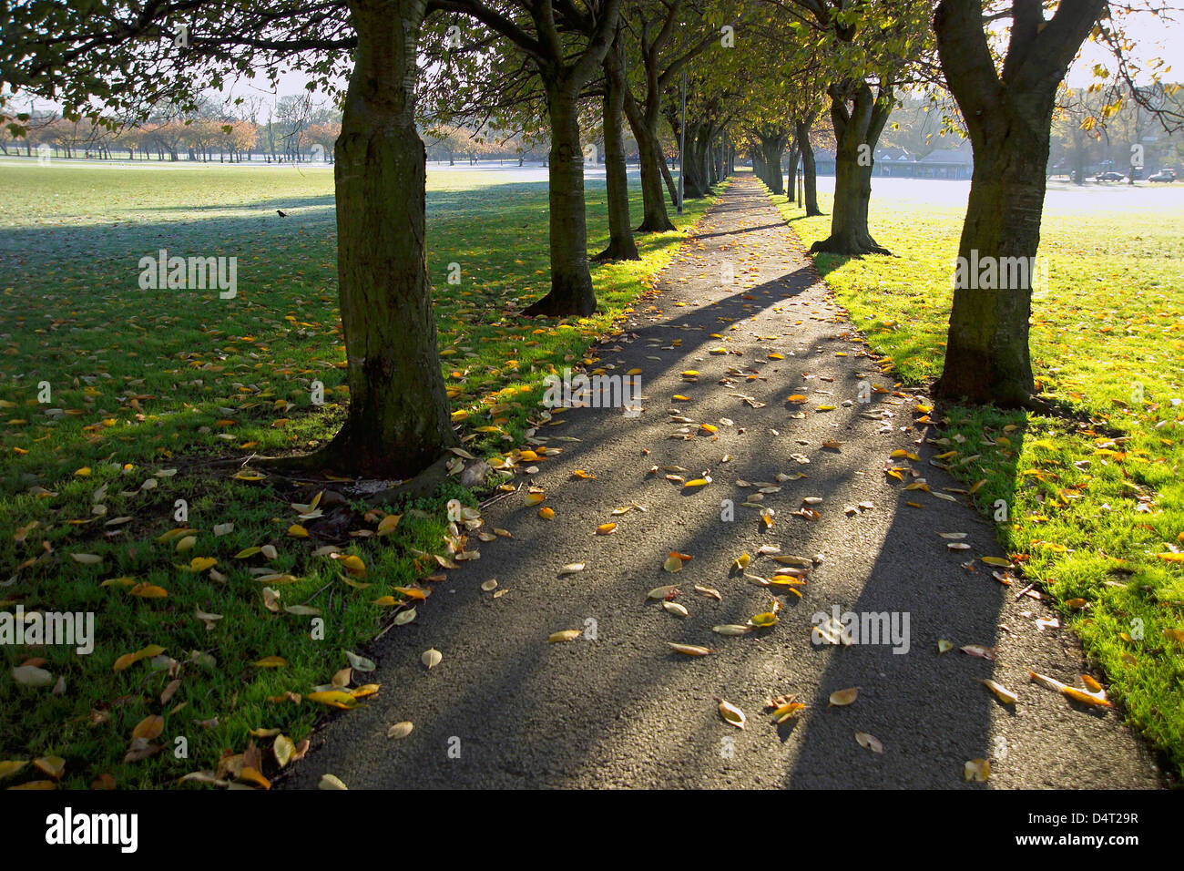 the meadows with trees backlit in autumn Stock Photo