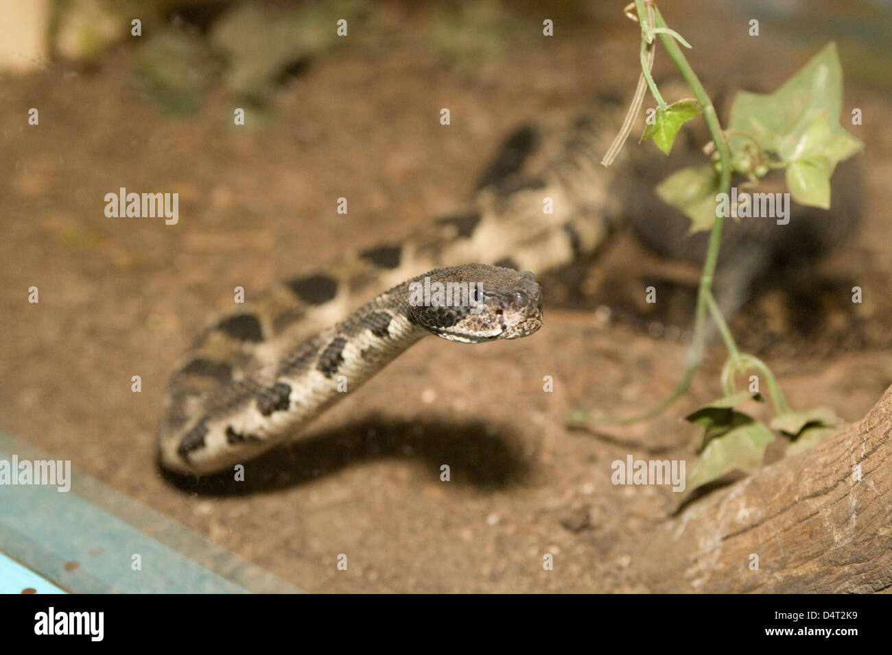 American International Rattlesnake Museum High Resolution Stock ...