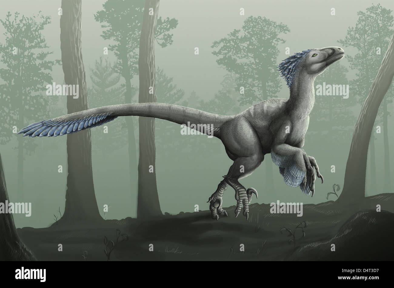 Reconstruction of a feathered Deinonychus antirrhopus. The morphology