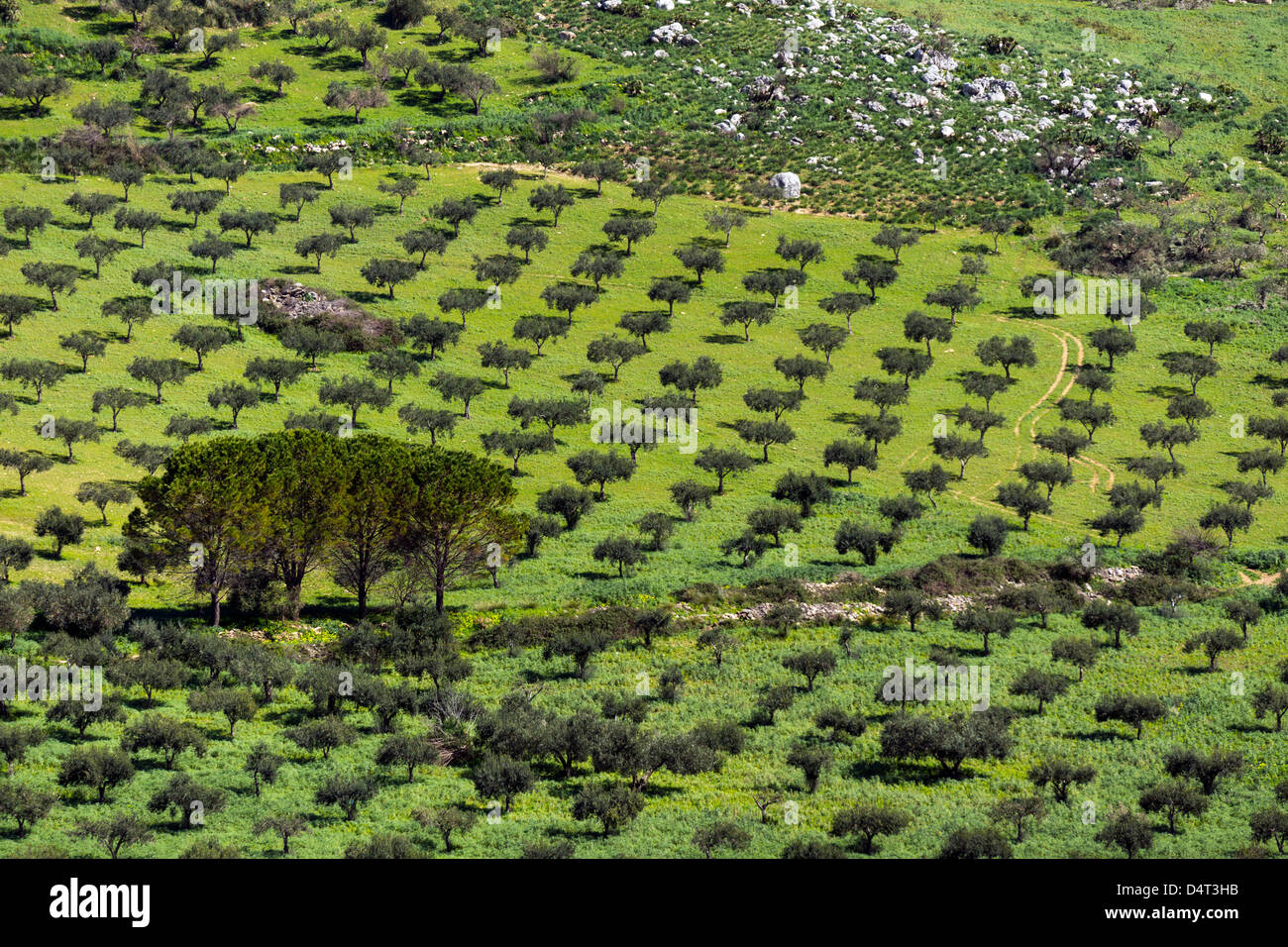 Olive trees in green field, geometric pattern, Sicily, Italy Stock Photo