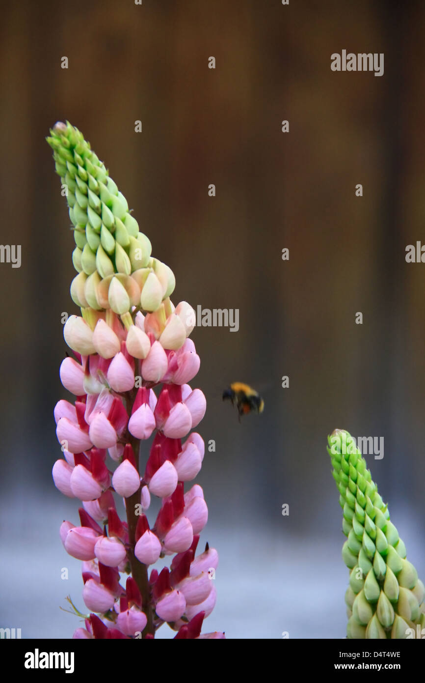 Bee flying near flower hi-res stock photography and images - Alamy