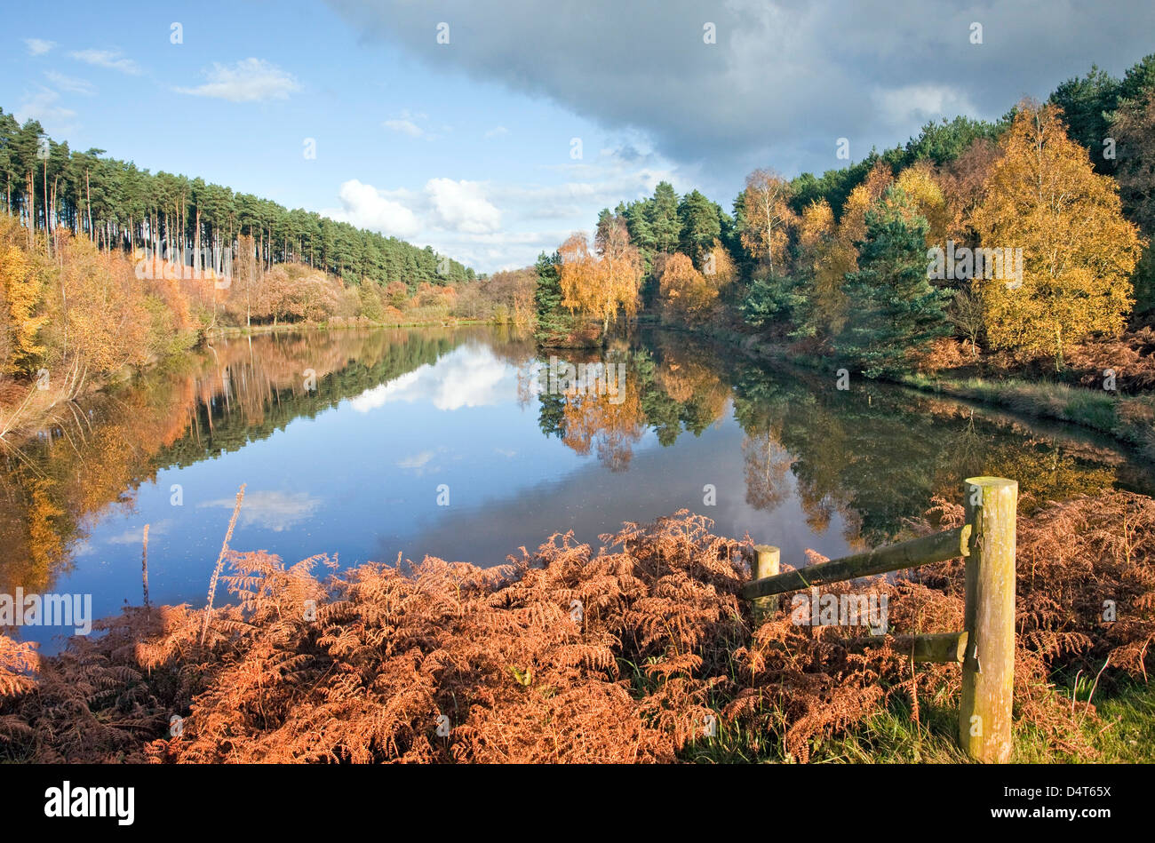 Cannock chase forest hires stock photography and images Alamy