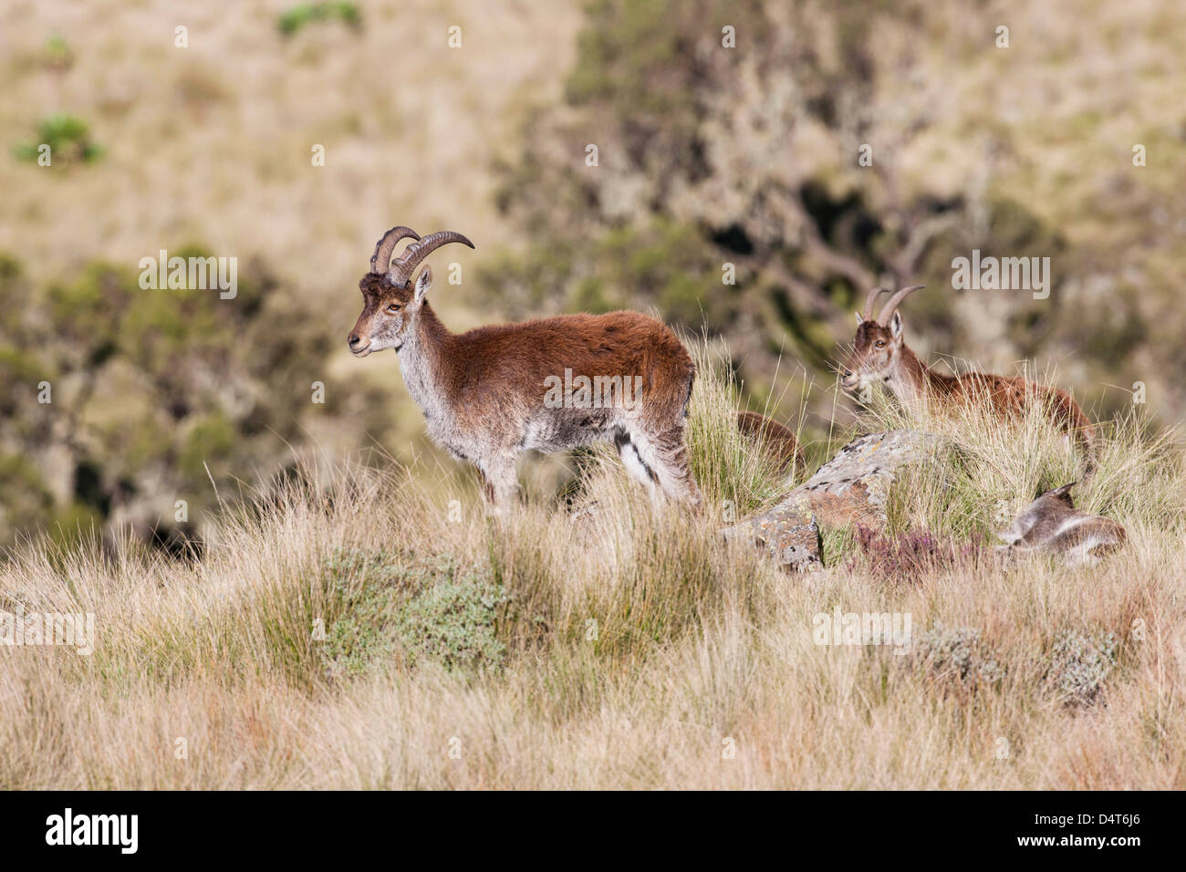 Walia Ibex (Capra walie), Semien Mountains National Park, Ethiopia Stock Photo