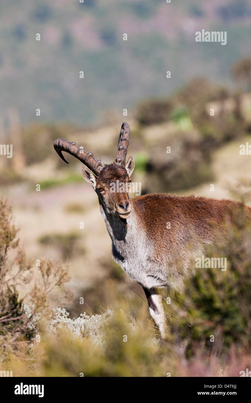 Walia Ibex (Capra walie), Semien Mountains National Park, Ethiopia Stock Photo