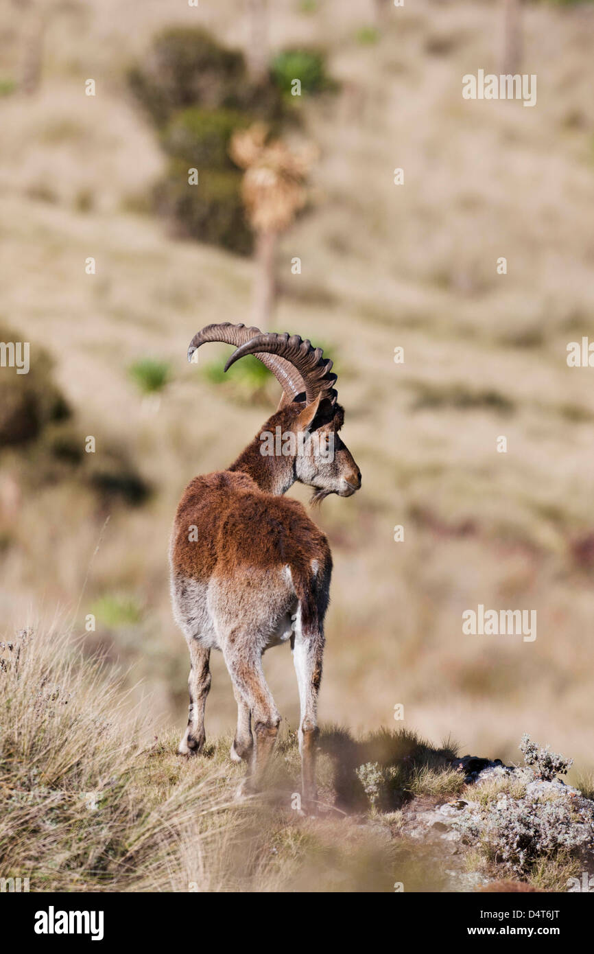 Walia Ibex (Capra walie), Semien Mountains National Park, Ethiopia Stock Photo