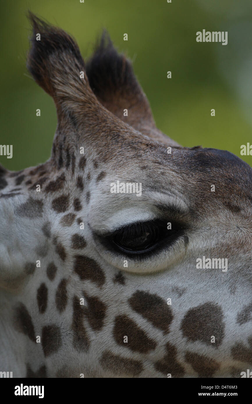 Giraffe jumping hires stock photography and images Alamy