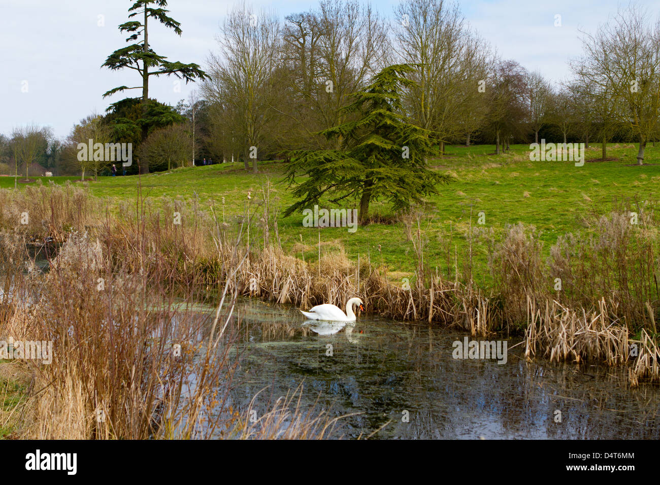 swan in river in an english countryside scene on a cold winter day Stock Photo