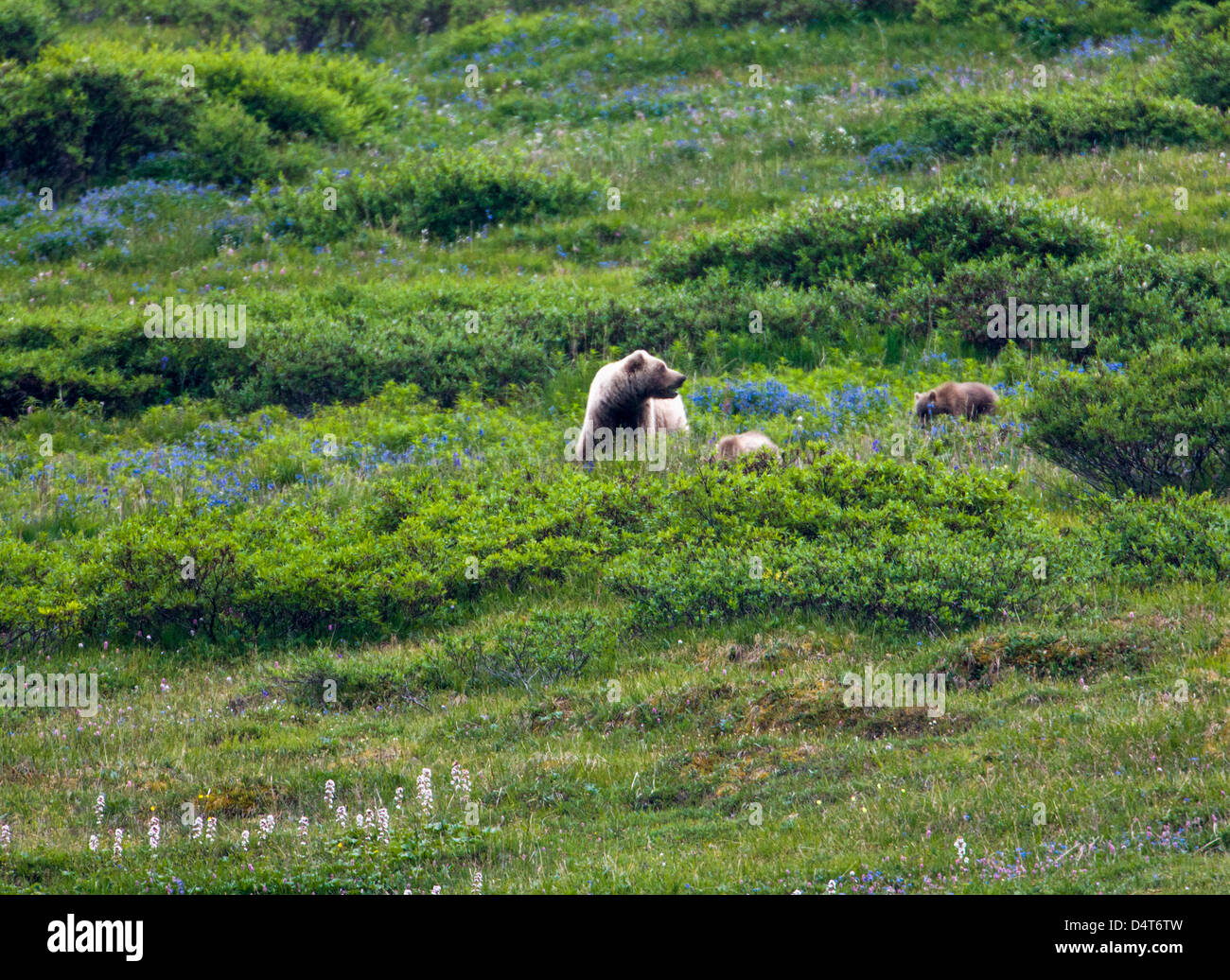 Female (Sow) Grizzly bear (Ursus arctos horribilis), with cubs, Sable Pass, Denali National Park, Alaska, USA Stock Photo