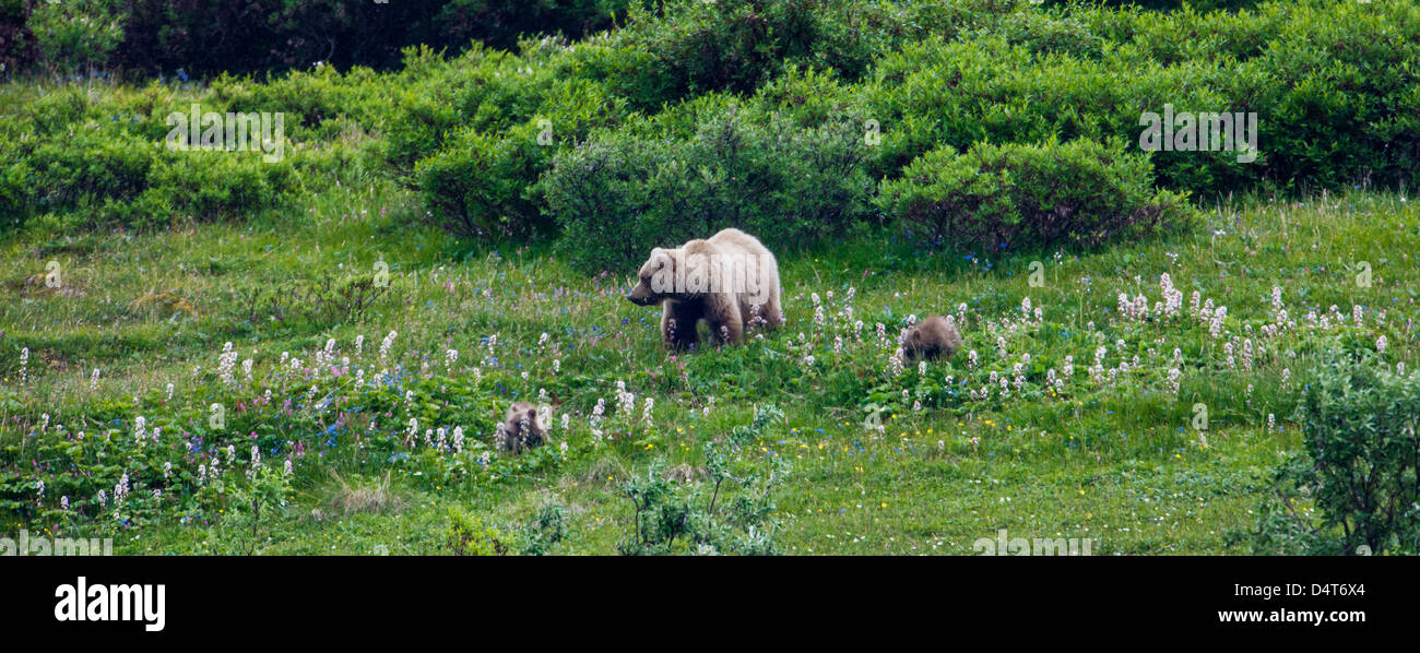 Female (Sow) Grizzly bear (Ursus arctos horribilis), with cubs, Sable Pass, Denali National Park, Alaska, USA Stock Photo