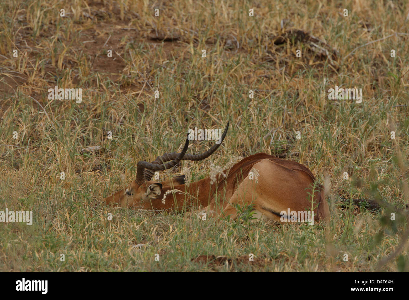 Gazelle jumping sunset hi-res stock photography and images - Alamy