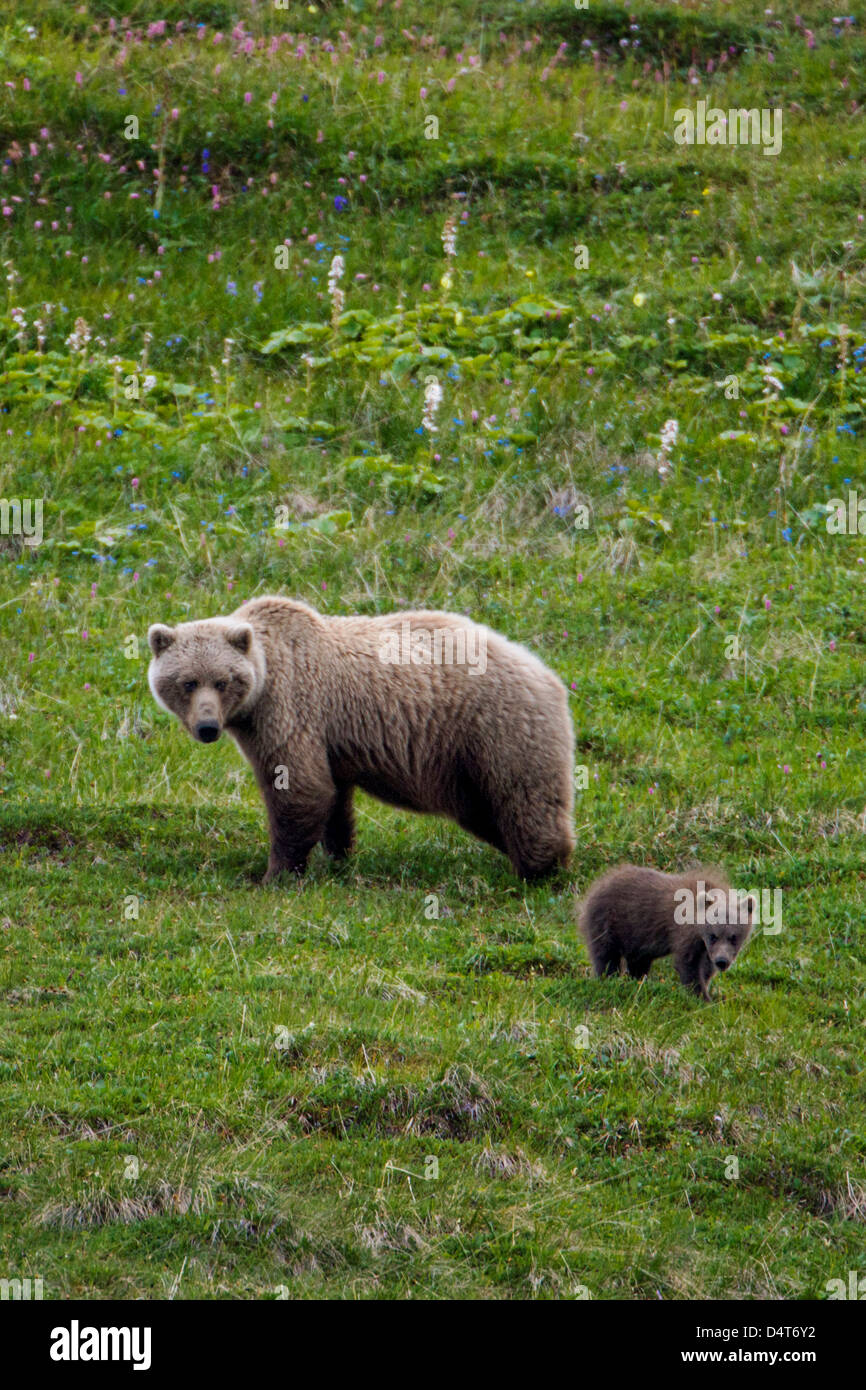 Female (Sow) Grizzly bear (Ursus arctos horribilis), with cubs, Sable Pass, Denali National Park, Alaska, USA Stock Photo