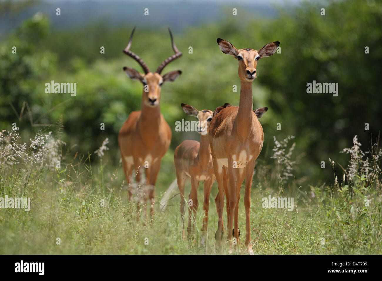 Gazelle jumping sunset hi-res stock photography and images - Alamy