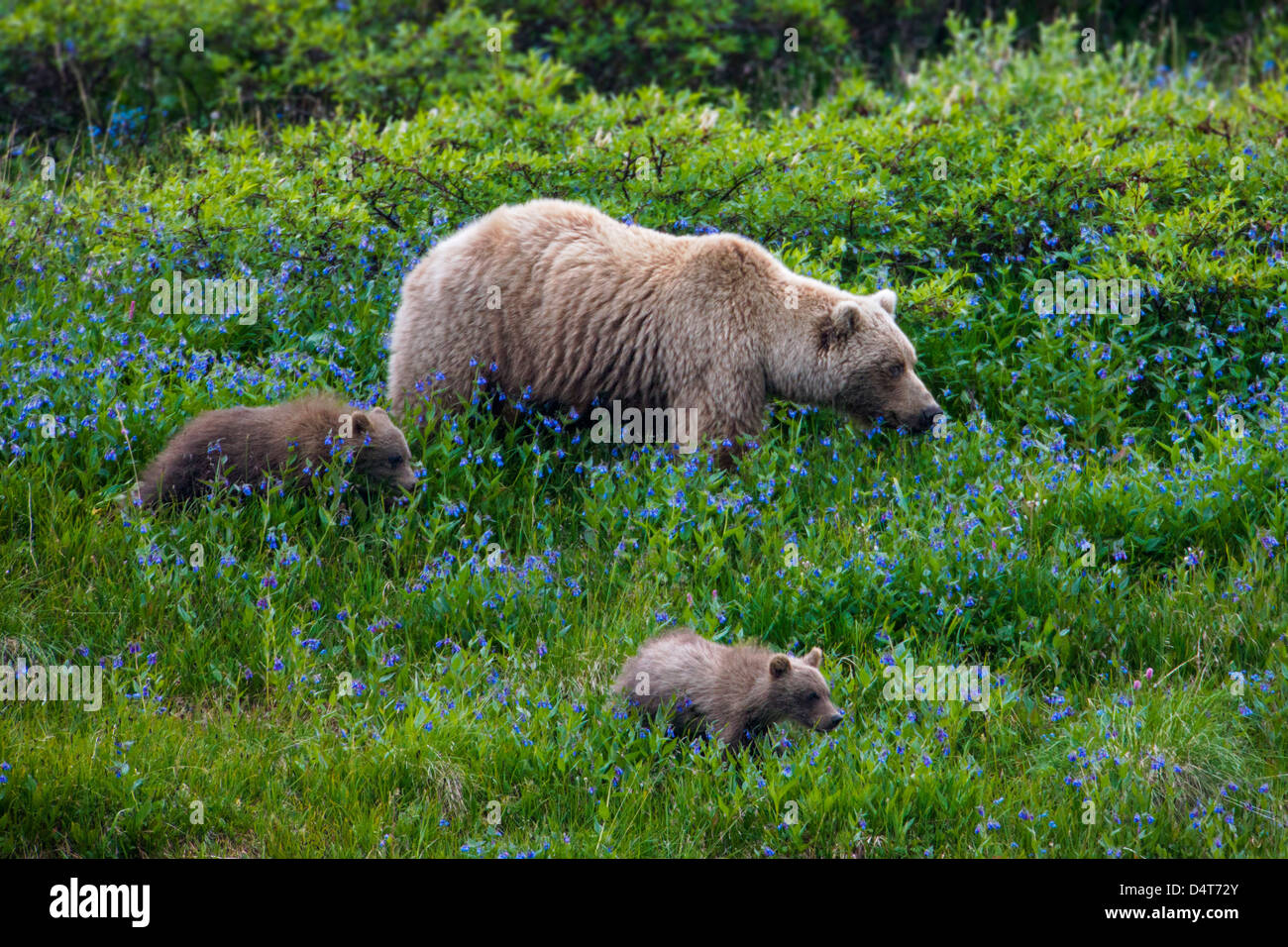 Female (Sow) Grizzly bear (Ursus arctos horribilis), with cubs, Sable Pass, Denali National Park, Alaska, USA Stock Photo