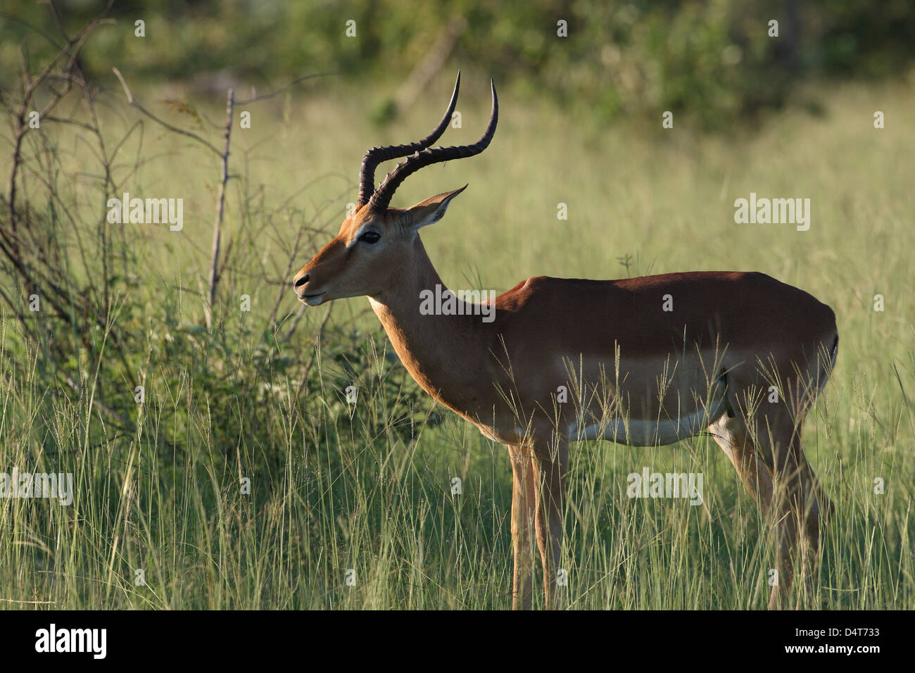 Gazelle jumping sunset hi-res stock photography and images - Alamy