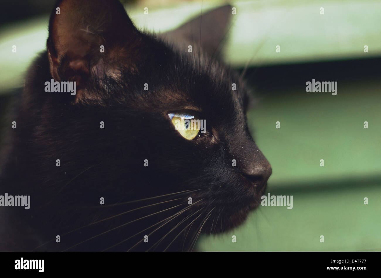 A side-on head shot of a black cat. Stock Photo