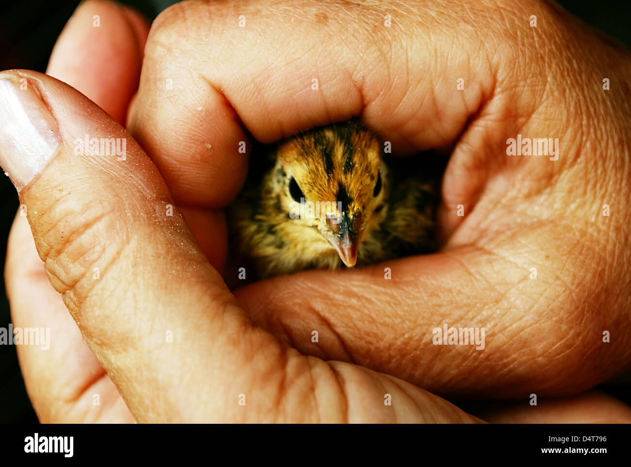 A chick held in hands. Stock Photo