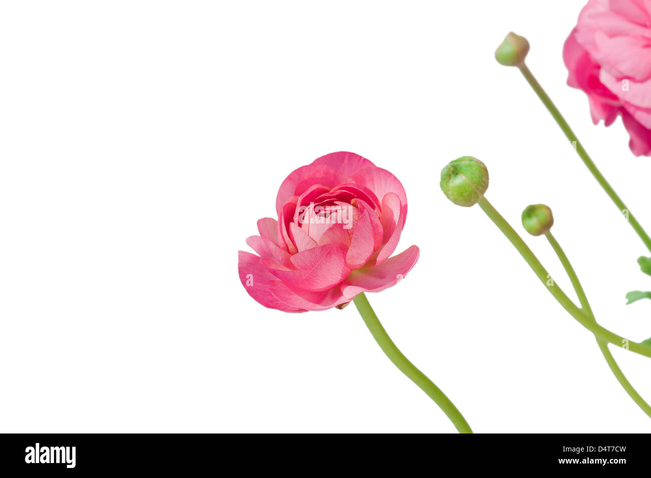 Pink peony flower and buds isolated over white Stock Photo