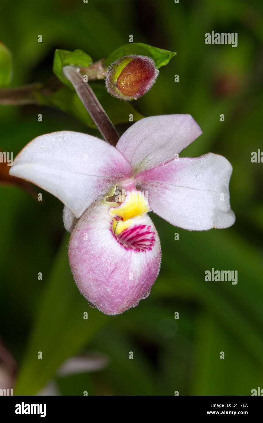 Paphiopedilum delenatii orchid flower. Stock Photo