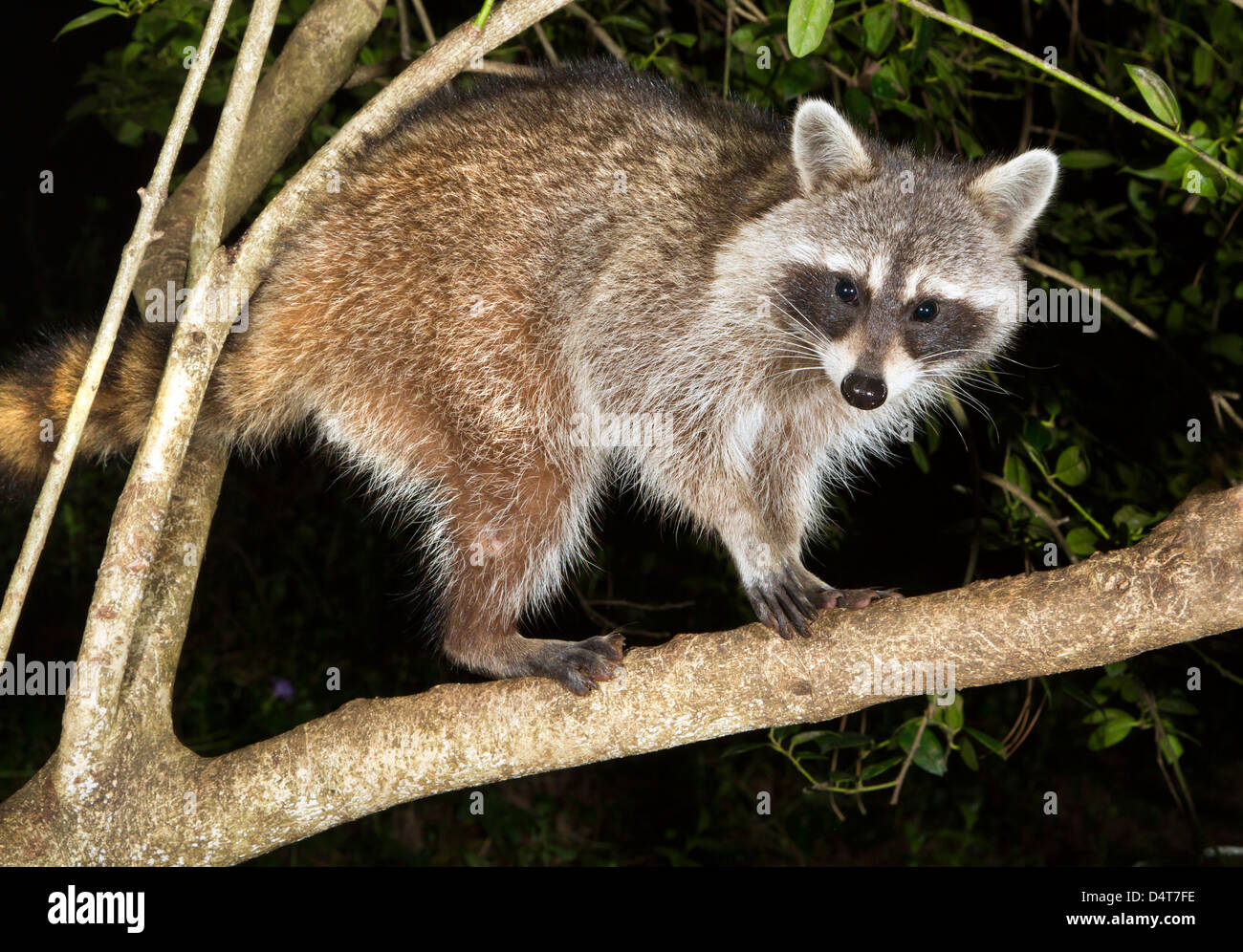 Wild raccoon (Procyon lotor) in a tree at night Stock Photo Alamy
