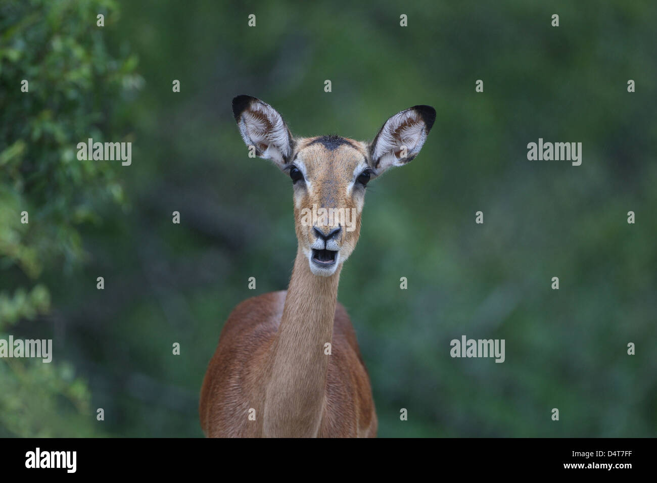Gazelle jumping sunset hi-res stock photography and images - Alamy